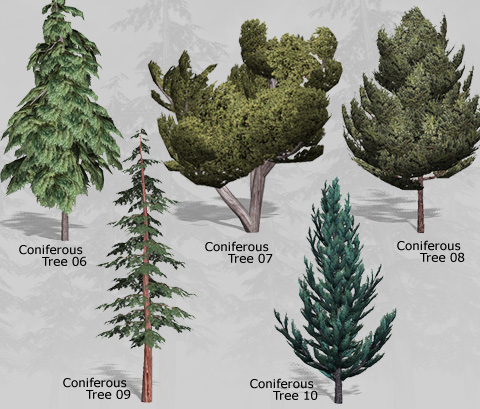 Coniferous Trees 2