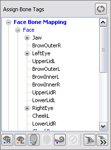 download free facial bones